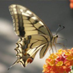 butterfly_16564627102012_