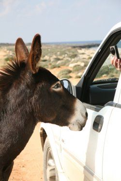 donkey_16552227102012_